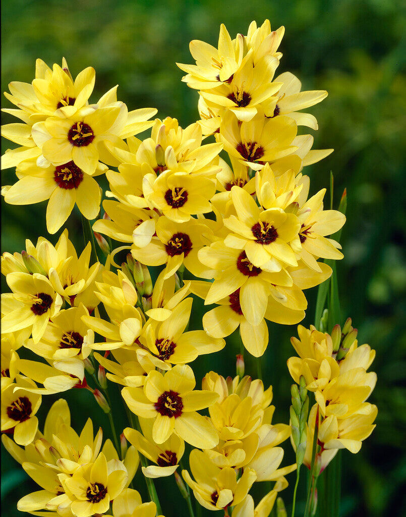 Ixia Yellow 15-pakning